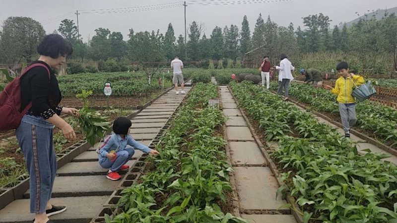 成都粮食种植基地定制种植：打造高品质农产品的秘密武器
