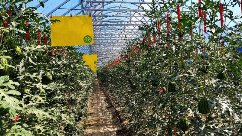 成都农业项目投资回报率：揭秘农业投资背后的盈利密码