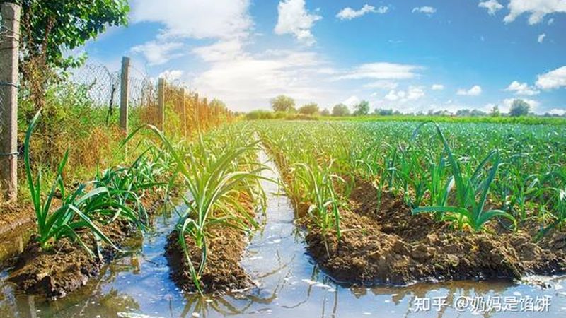 尿素采购合同：规避风险，保障权益**