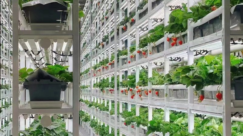 粮食种植定制方案：标准与实施要点