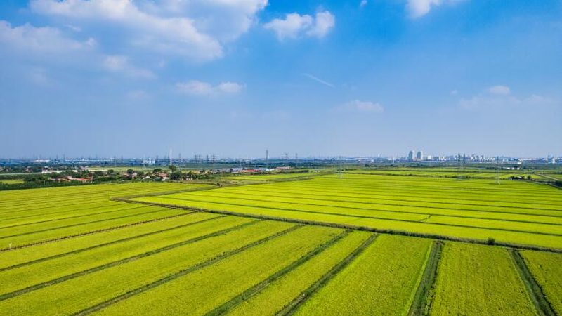 农产品电商运营：收费标准背后的考量因素