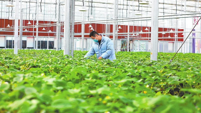 智能温室大棚：构建现代农业的绿色引擎