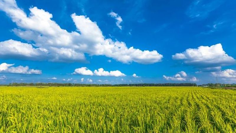 家庭小型种植项目，如何打造高效生态园？**